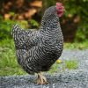 Barred Rock Chicken