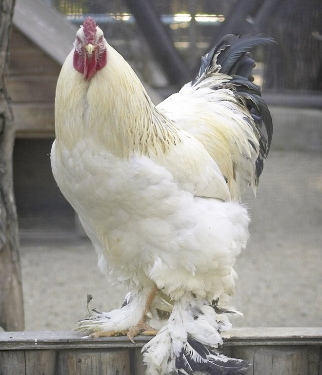 Light Brahma Chicken