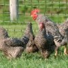 Barred Rock Chicken