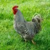 Barred Rock Chicken