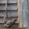 Barred Rock Chicken