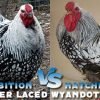 Black Laced Silver Wyandotte Chicken