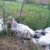 Silver Spangled Appenzeller Spitzhauben Chicken