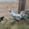 Silver Spangled Appenzeller Spitzhauben Chicken