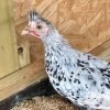 Silver Spangled Appenzeller Spitzhauben Chicken