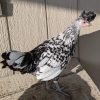 Silver Spangled Appenzeller Spitzhauben Chicken