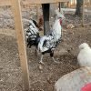 Silver Spangled Appenzeller Spitzhauben Chicken