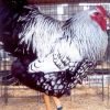 Black Laced Silver Wyandotte Chicken