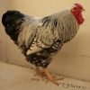 Black Laced Silver Wyandotte Chicken