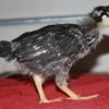 Black Laced Silver Wyandotte Chicken