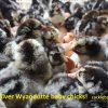 Black Laced Silver Wyandotte Chicken