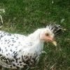 Silver Spangled Appenzeller Spitzhauben Chicken