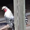 Silver Spangled Appenzeller Spitzhauben Chicken