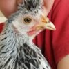 Silver Spangled Appenzeller Spitzhauben Chicken