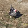 Black Laced Silver Wyandotte Chicken