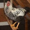 Black Laced Silver Wyandotte Chicken