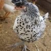 Silver Spangled Appenzeller Spitzhauben Chicken