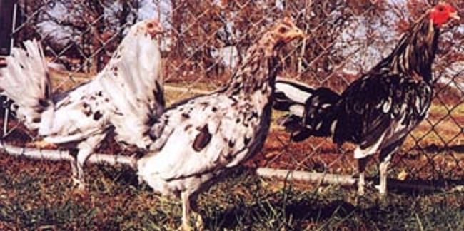 Splash Standard Old English