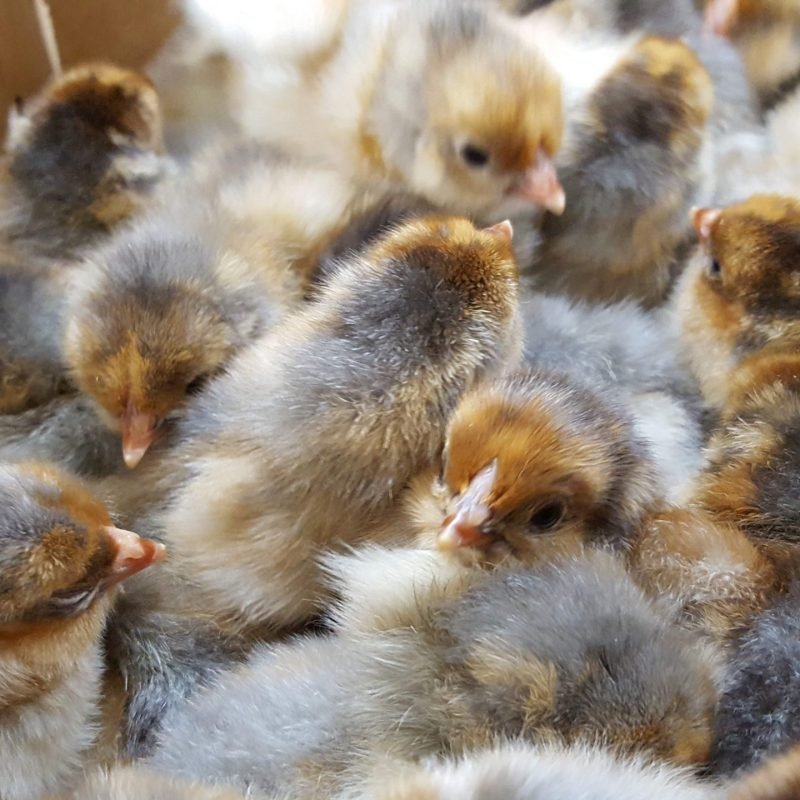 Blue/Splash Laced Red Wyandottes Hatching Eggs