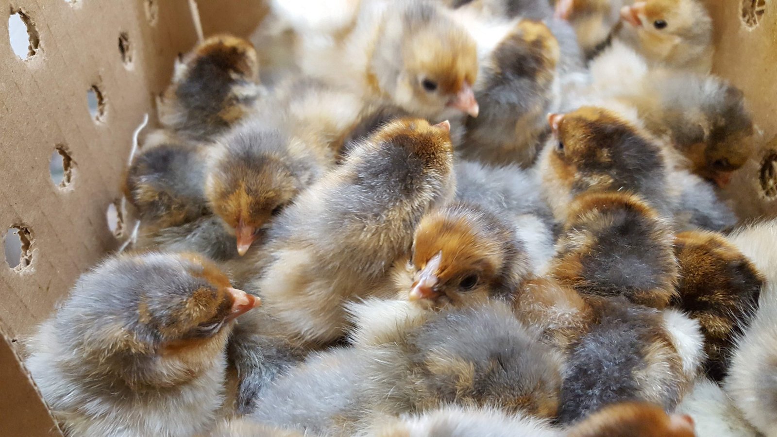 Blue/Splash Laced Red Wyandottes Hatching Eggs