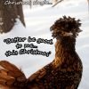 Golden Laced Polish Chicken