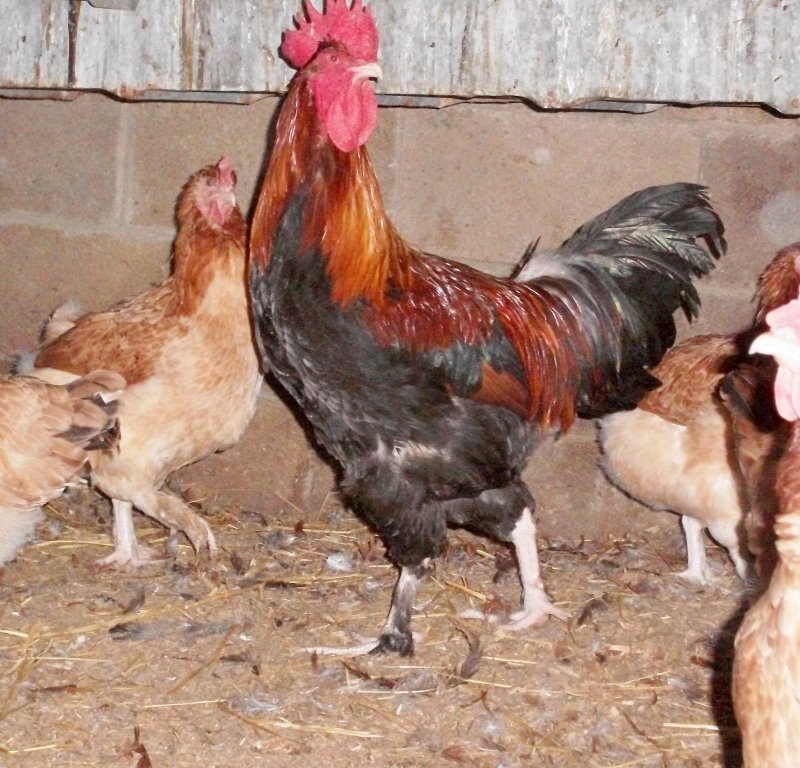 French Wheaten Marans Chicken
