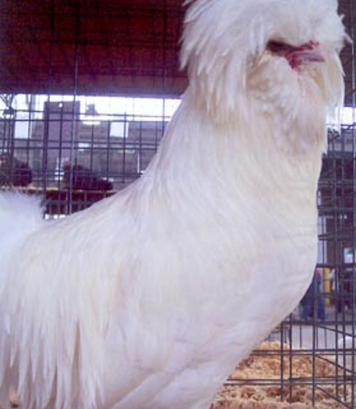 White Polish Chicken