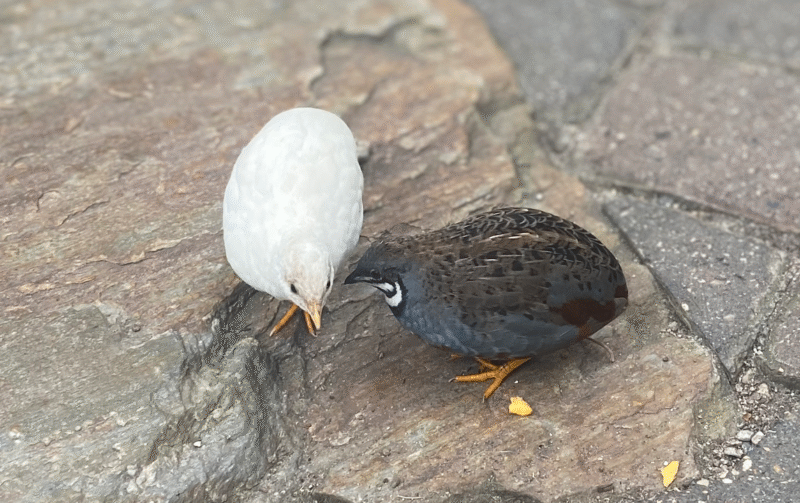 Button Quail | Lorick Hatchery