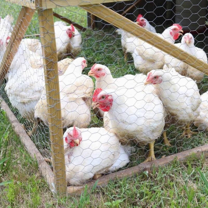 Cornish Cross Chickens
