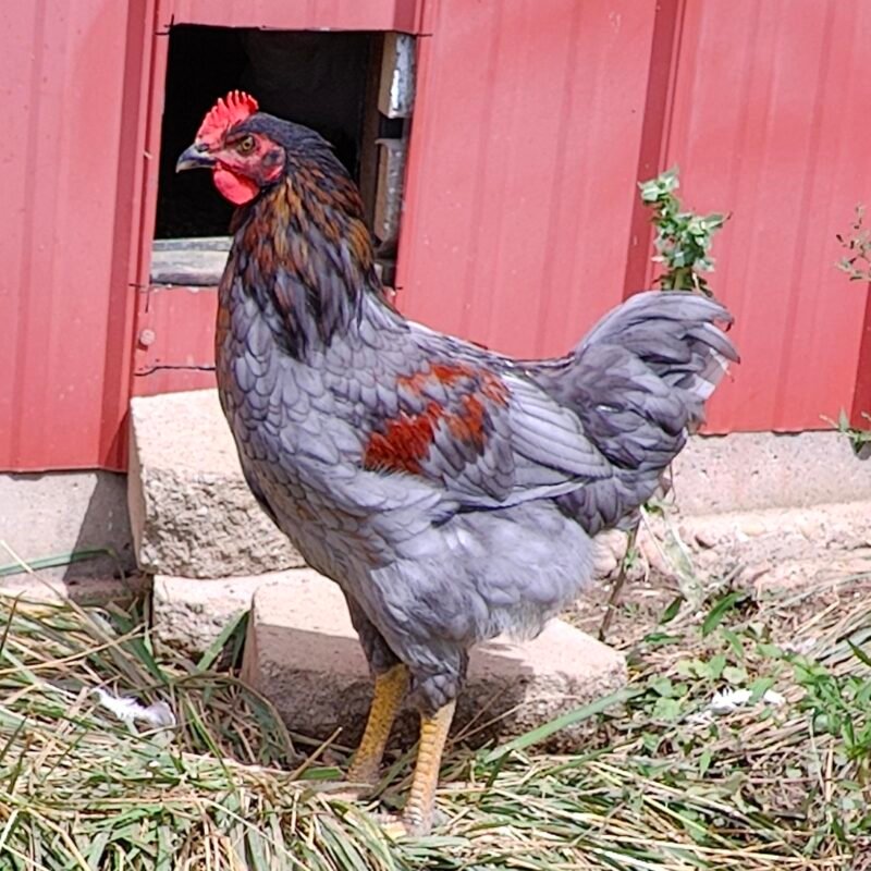 Rhode island blue chicken