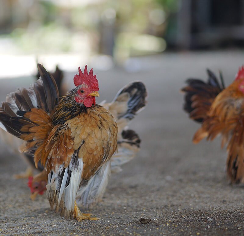 Serama Chickens