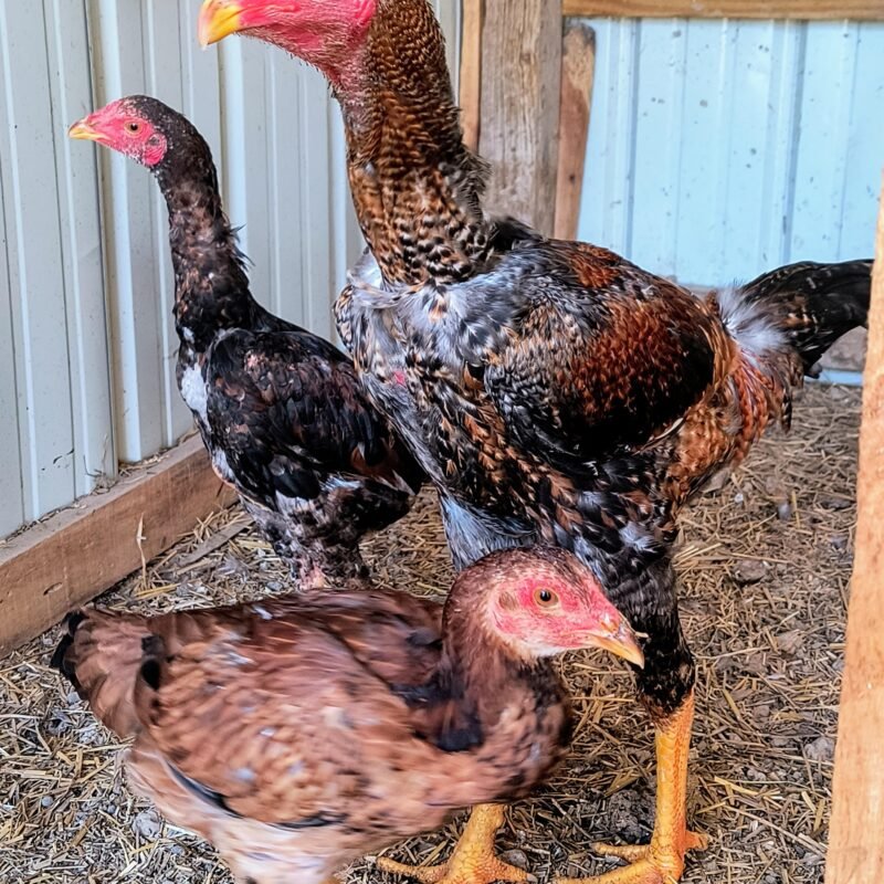 Indio Gigante chicken for sale