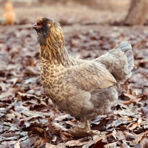 Easter egger chicken