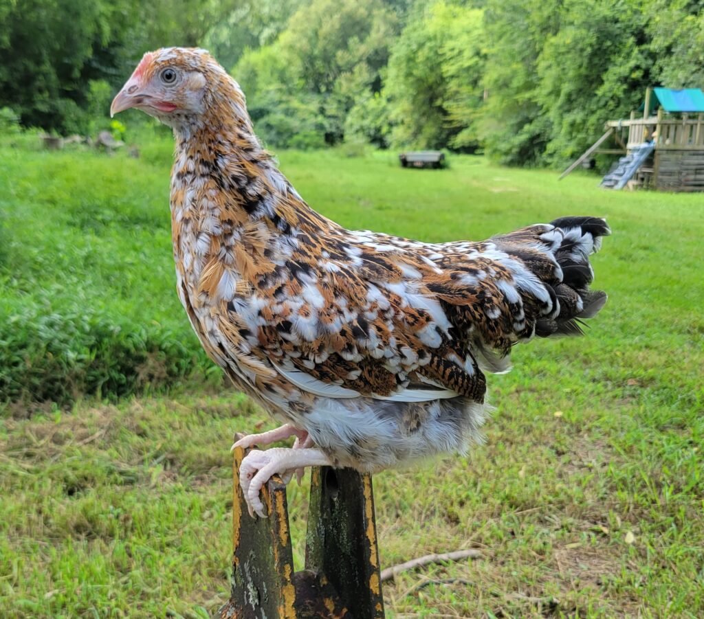 Swedish Flower Hen